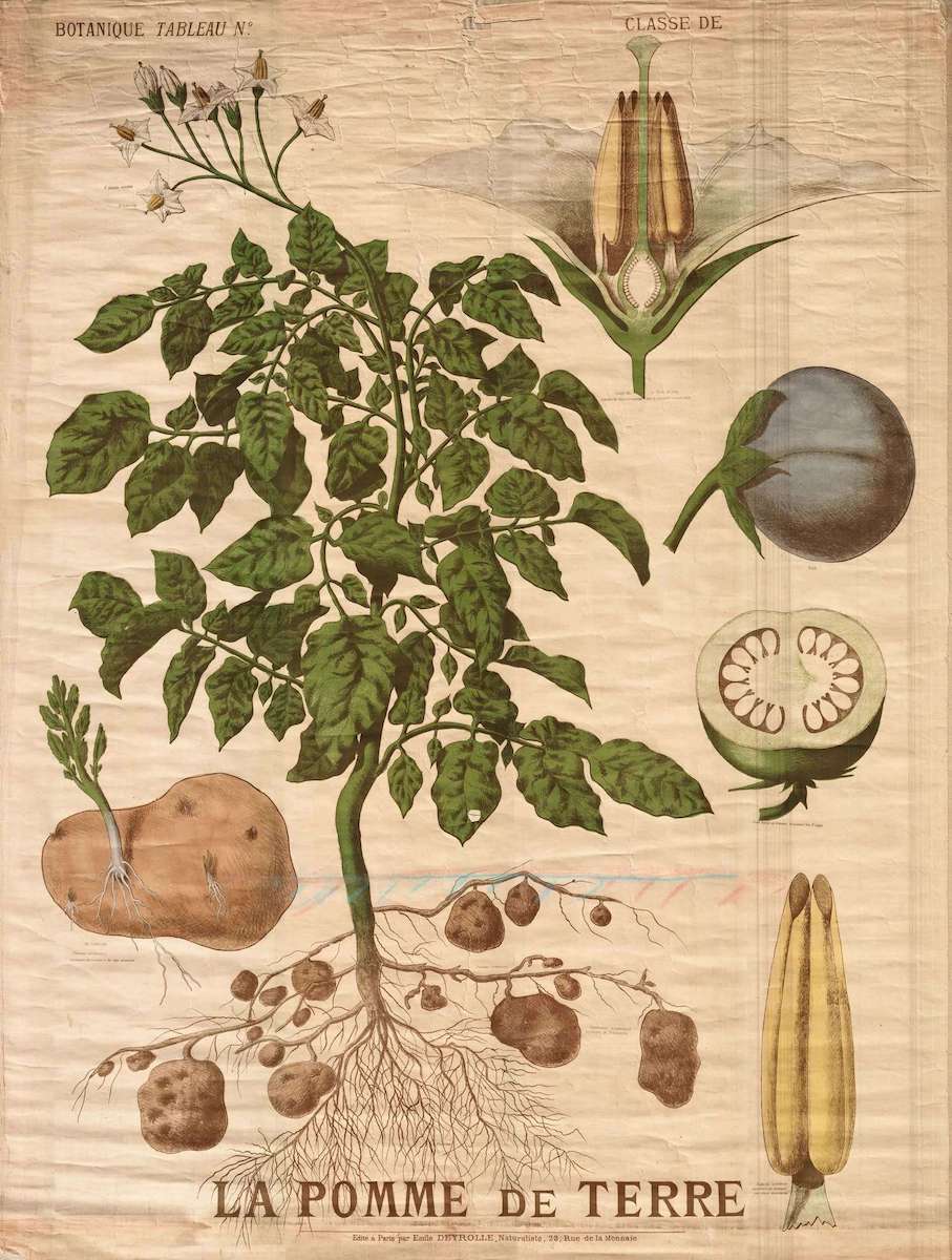 illustration-pomme-de-terre illustration-pomme-de-terre