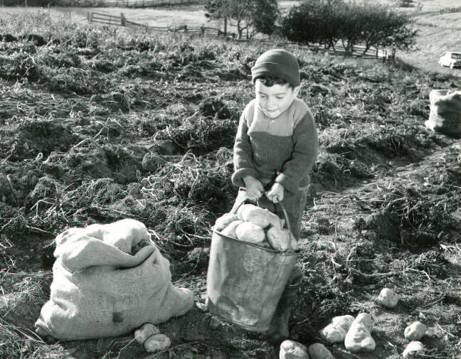 pomme de terre popularité au xixe